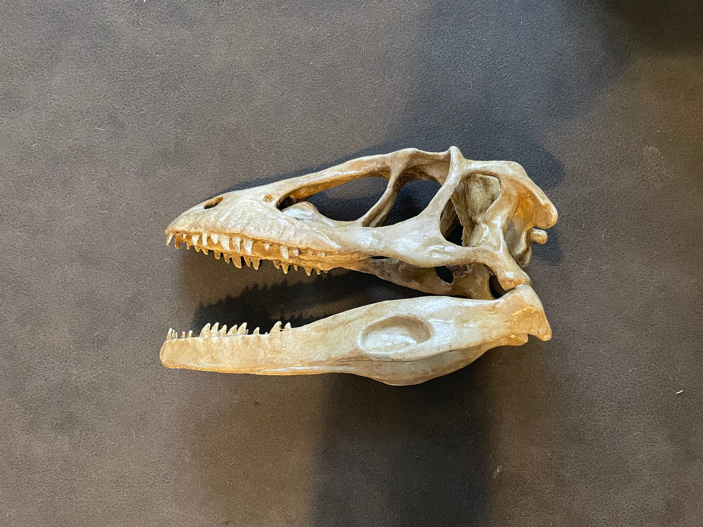 Velociraptor skull