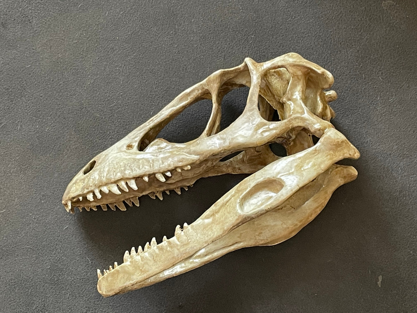 Velociraptor skull