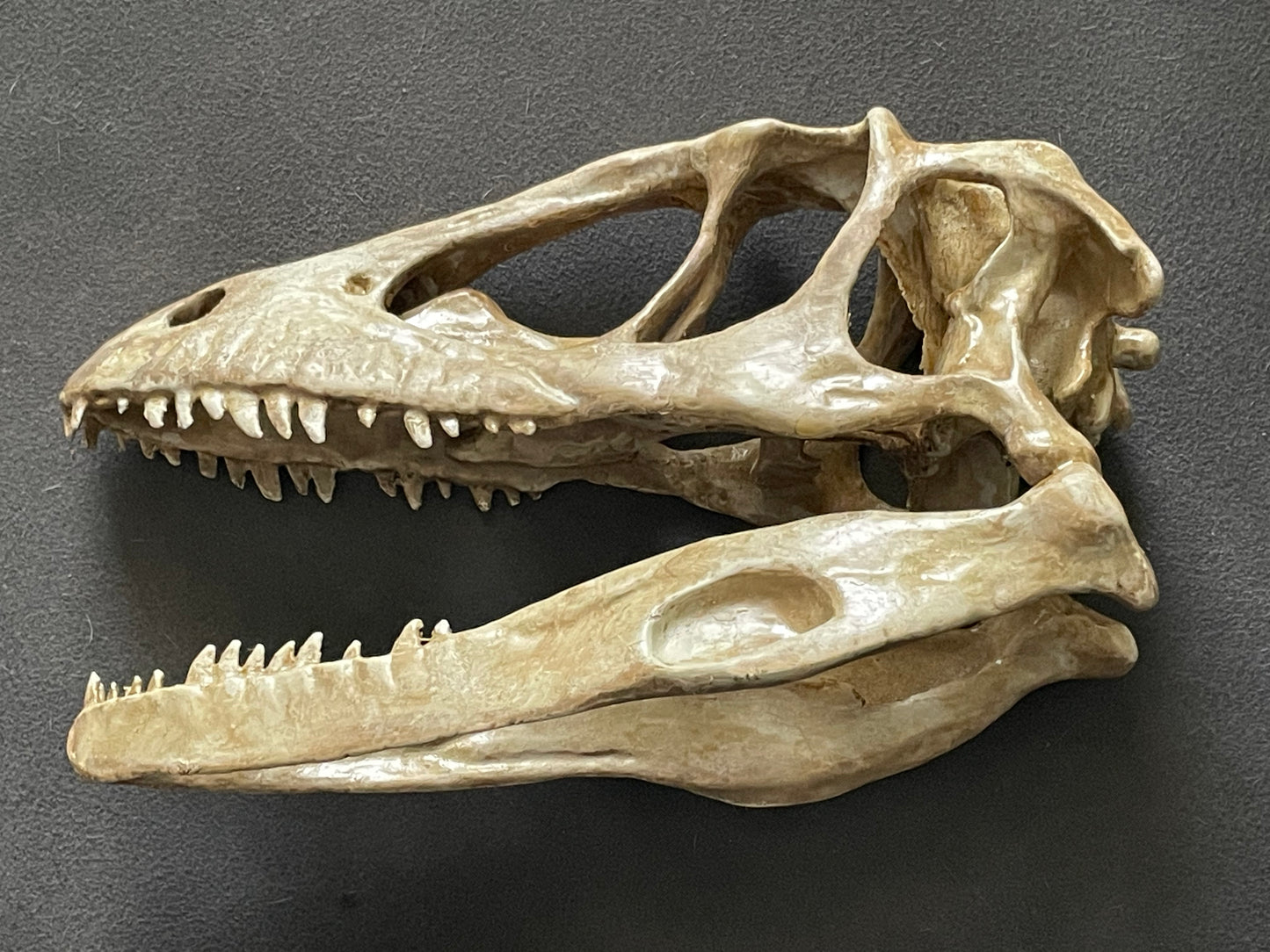 Velociraptor skull