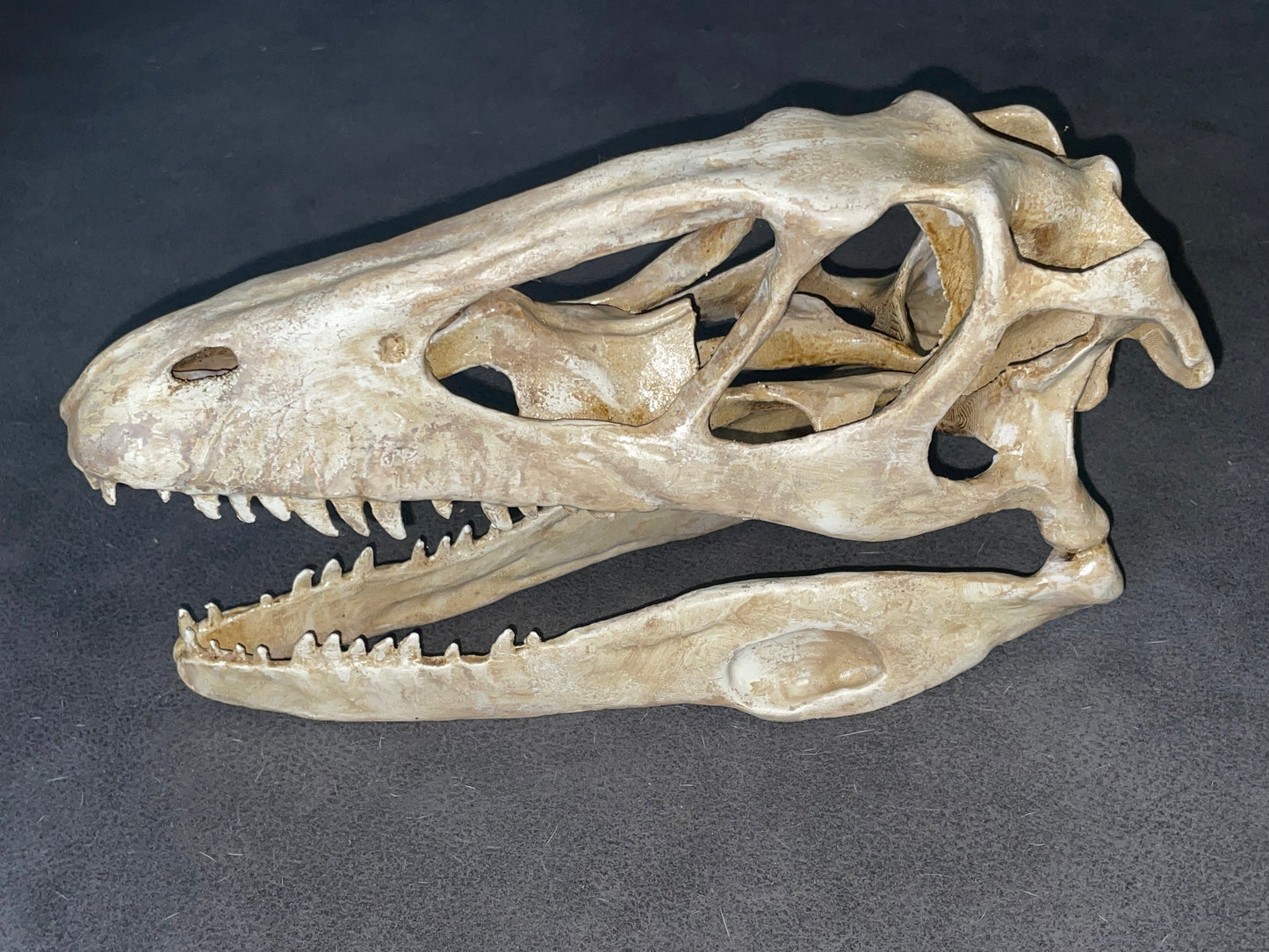 Velociraptor skull
