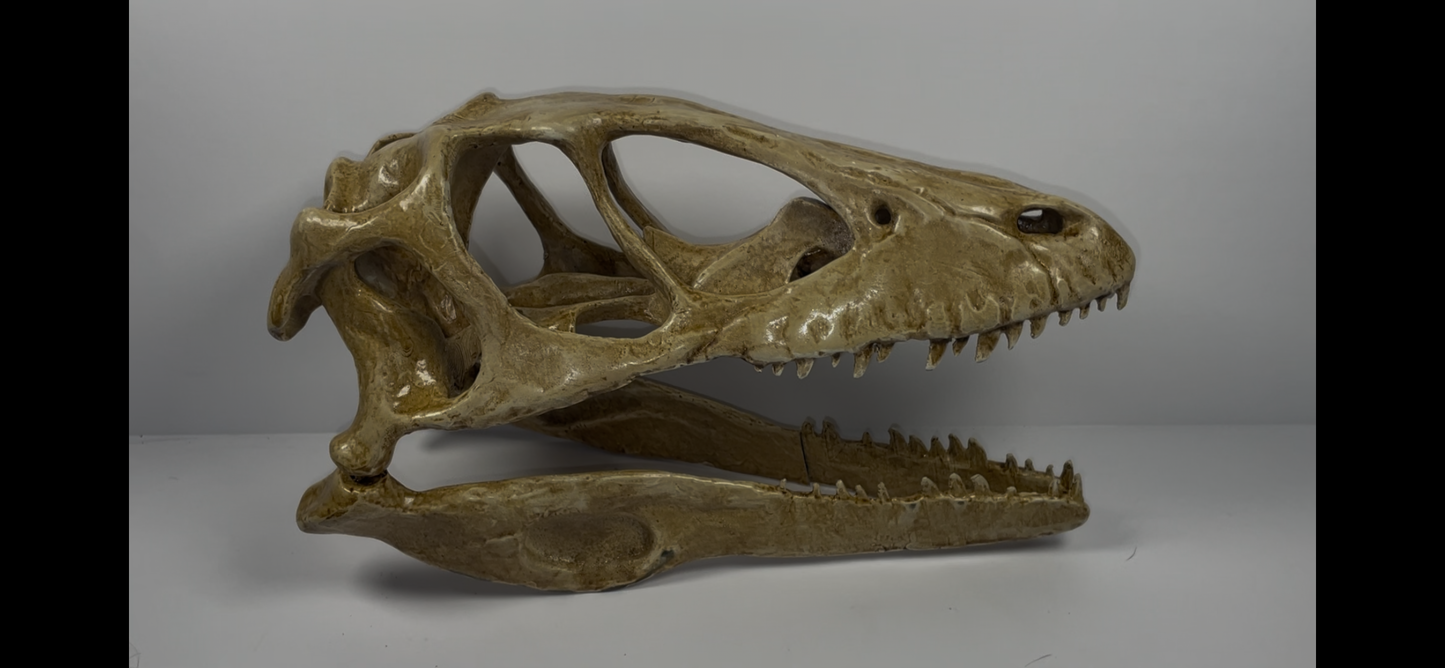 Velociraptor skull