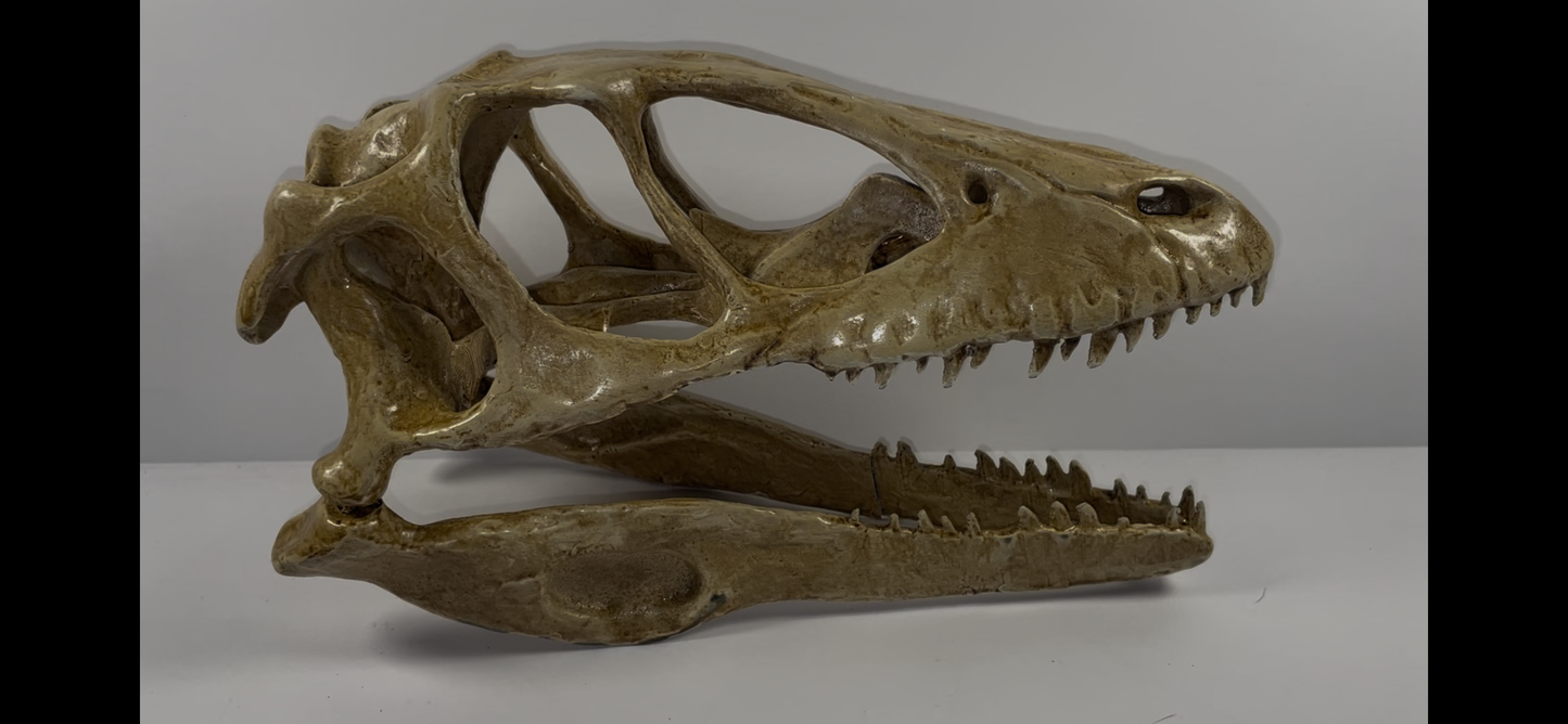 Velociraptor skull