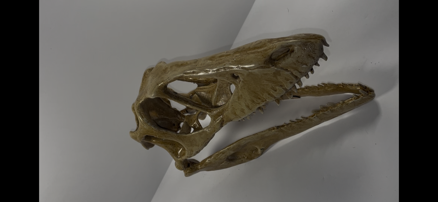 Velociraptor skull